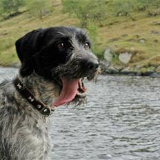 Ruhåret hønsehund Nana