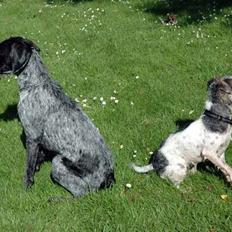 Ruhåret hønsehund Nana