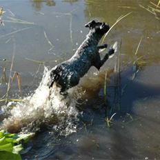 Ruhåret hønsehund Nana