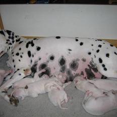 Dalmatiner Bell-A-Mir's F. Flicka