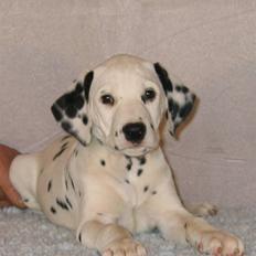 Dalmatiner Bell-A-Mir's F. Flicka