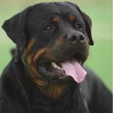 Rottweiler Nellemann's Exacum 