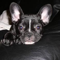 Fransk bulldog Buffy