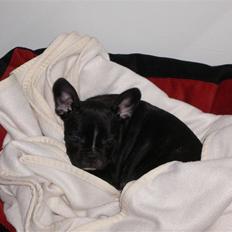 Fransk bulldog Buffy