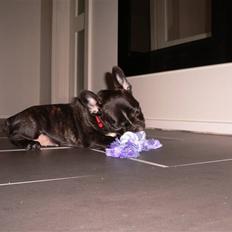 Fransk bulldog Buffy