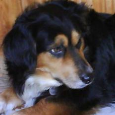 Blanding af racer Apollo