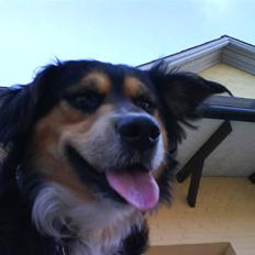 Blanding af racer Apollo