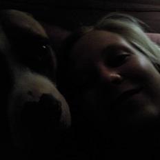 Amerikansk staffordshire terrier zoe