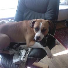 Amerikansk staffordshire terrier zoe