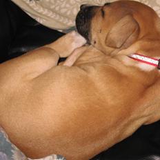 Amerikansk staffordshire terrier Ziggy