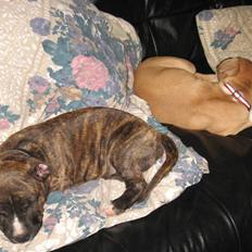 Amerikansk staffordshire terrier Ziggy