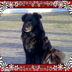 Blanding af racer Ricco