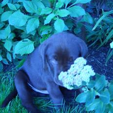Labrador retriever Ice man (Ludvig)