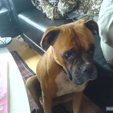 Boxer Susi<3