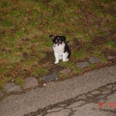 Papillon Tyson Død :(