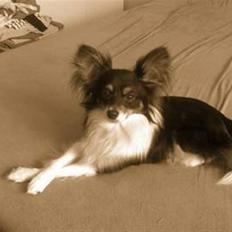 Papillon Tyson Død :(