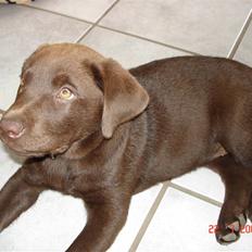 Labrador retriever Vanda