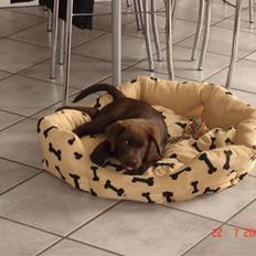 Labrador retriever Vanda