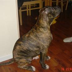 Amerikansk bulldog Topp's Magic Igor RIP