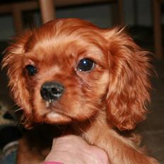 Cavalier king charles spaniel Grand Marica Kijafa