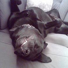 Labrador retriever (Formel 1) Futte