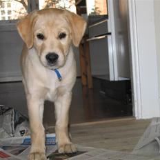 Labrador retriever Charlie