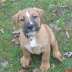 Blanding af racer Ozzy