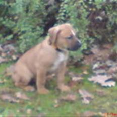 Blanding af racer Ozzy