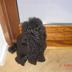 Toypuddel choffie