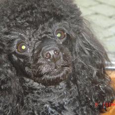 Toypuddel choffie
