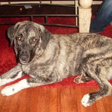 Kangal Efe