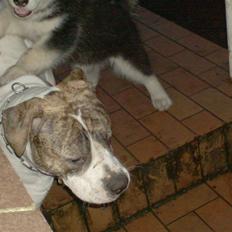 Alaskan malamute spike