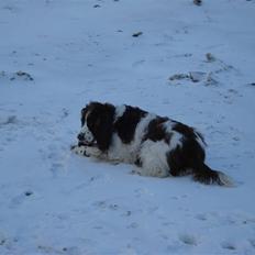 Engelsk springer spaniel Lady