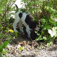 Engelsk springer spaniel Lady
