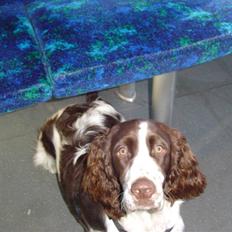 Engelsk springer spaniel Lady