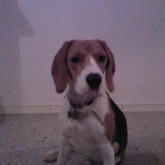 Beagle Mischa