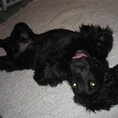 Cocker spaniel Charliiie<'33