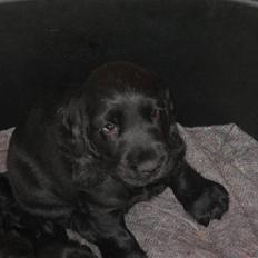 Cocker spaniel Charliiie<'33