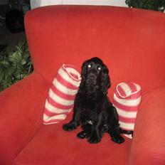 Cocker spaniel Charliiie<'33