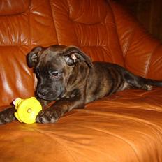 Blanding af racer Maggie