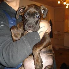 Blanding af racer Maggie