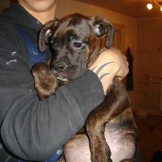 Blanding af racer Maggie