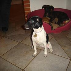 Dansk svensk gaardhund Kiila