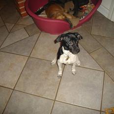 Dansk svensk gaardhund Kiila