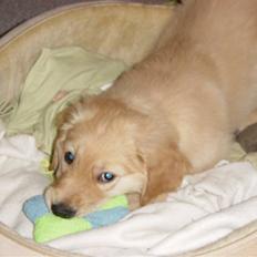 Golden retriever Skipper **DØD**