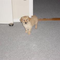 Golden retriever Skipper **DØD**