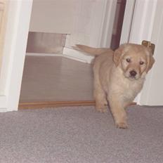 Golden retriever Skipper **DØD**