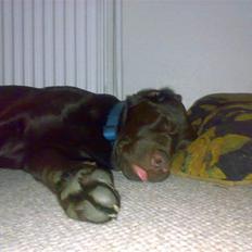 Labrador retriever Kenzo