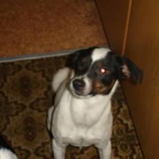 Dansk svensk gaardhund fido