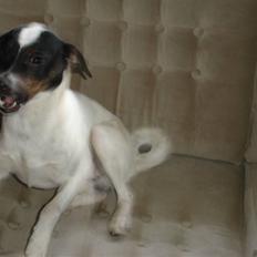 Dansk svensk gaardhund fido